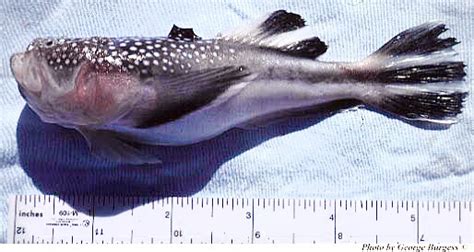 Northern Stargazer – Discover Fishes .